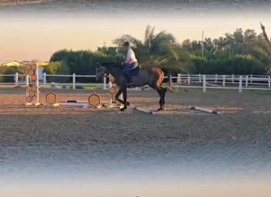 My Young Horse Story – Part 1: The First Steps Matter Most