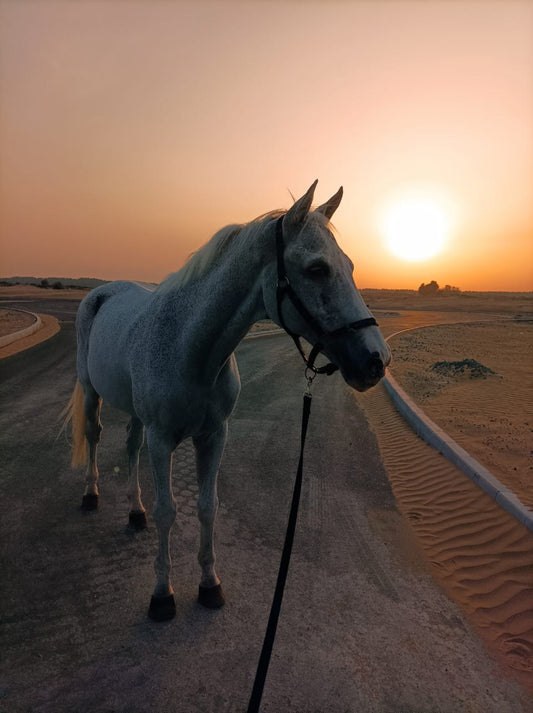 Preventing Injury: How Varied Footing Builds Resilient Horses