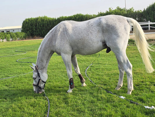 🐴 Feeding by Feel: A Horsewoman’s Guide.