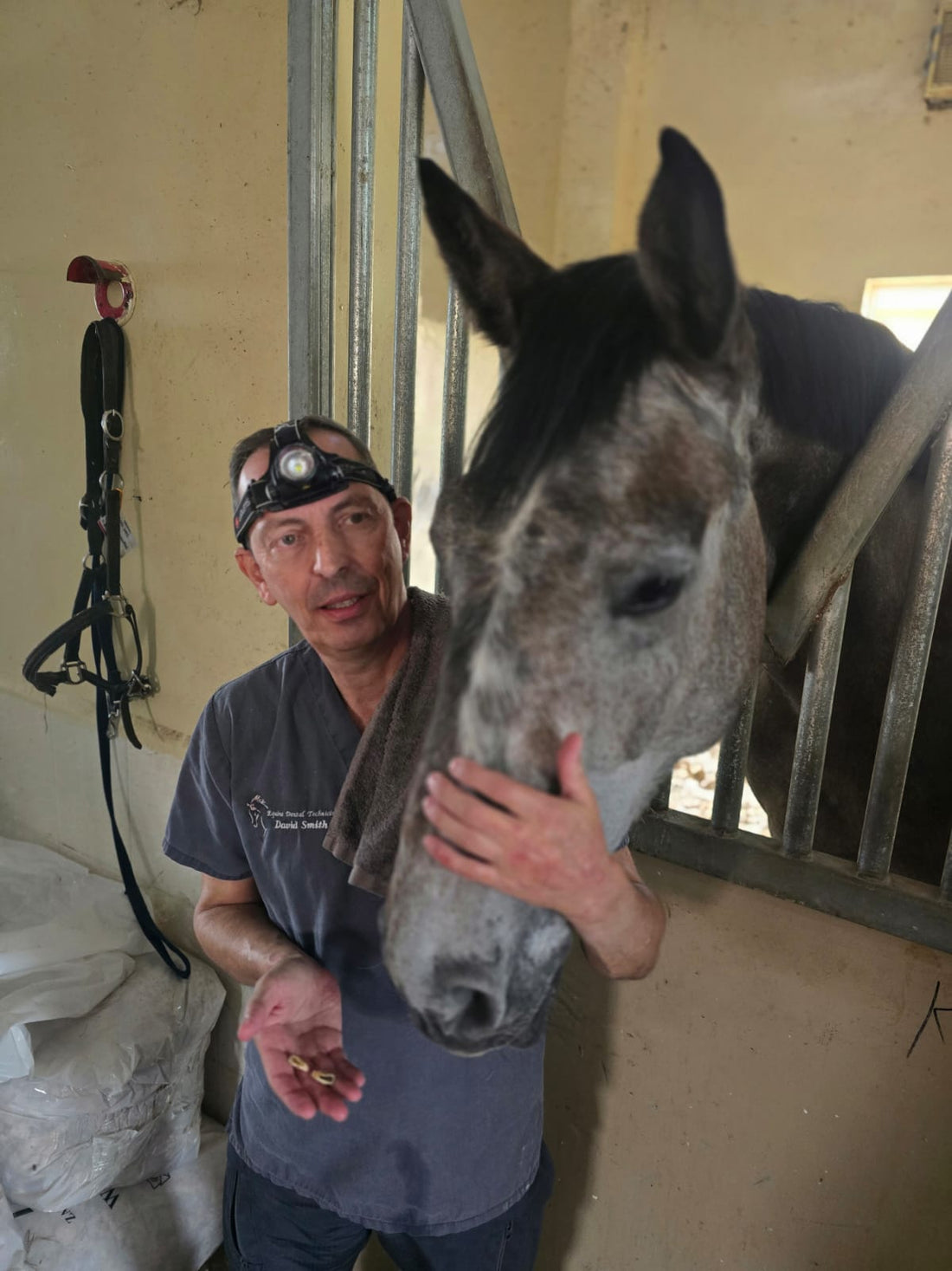 Horse teeth are something you should never ignore 🐴