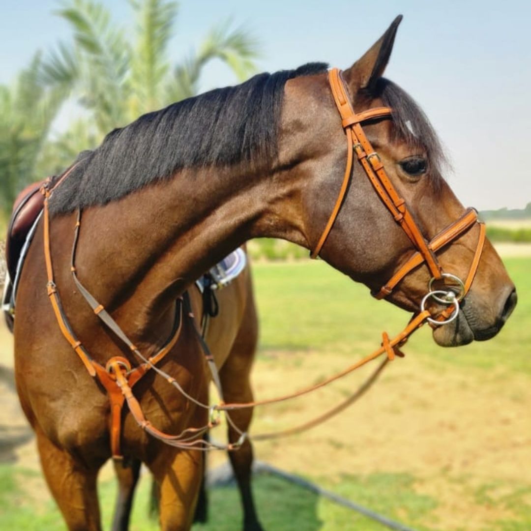 Custom Made "A Bridles"
